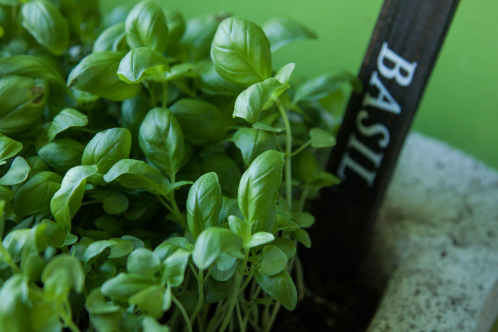 Tips for Growing some Popular Herbs
