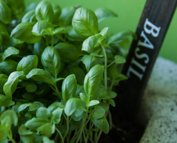 Tips for Growing some Popular Herbs
