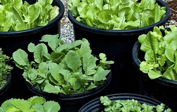 Nine Fantastic Veggies to Grow in Containers