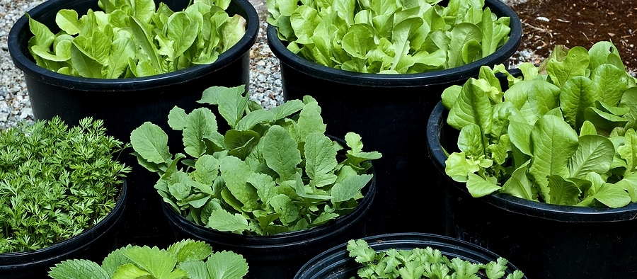 Nine Fantastic Veggies to Grow in Containers