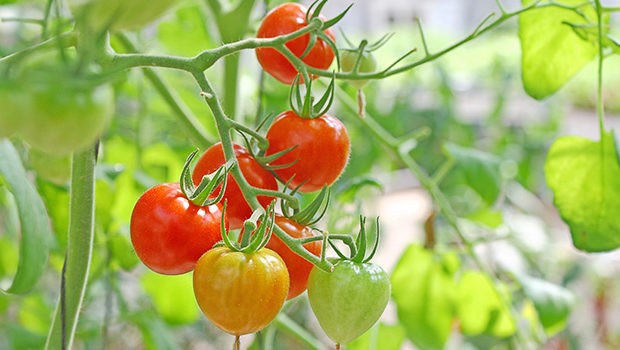 How to Fertilize Tomatoes