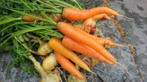 Some of the Easiest Veggies to Grow in Raised Garden-Beds