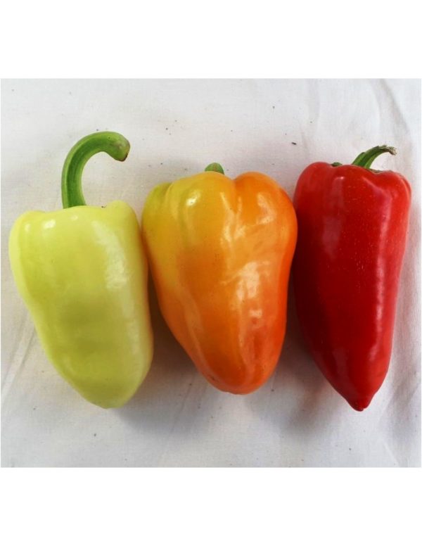 Organic Antohi-Romanian Sweet-Pepper Seeds
