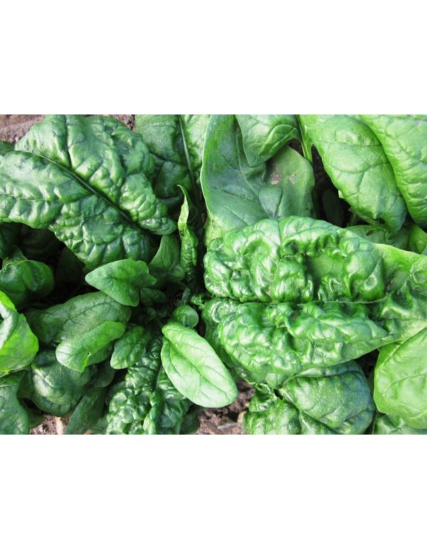 Organic Bloomsdale Spinach Seeds
