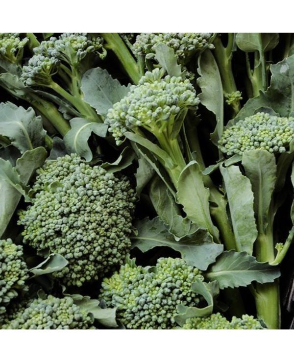 Organic De-Cicco Broccoli Seeds
