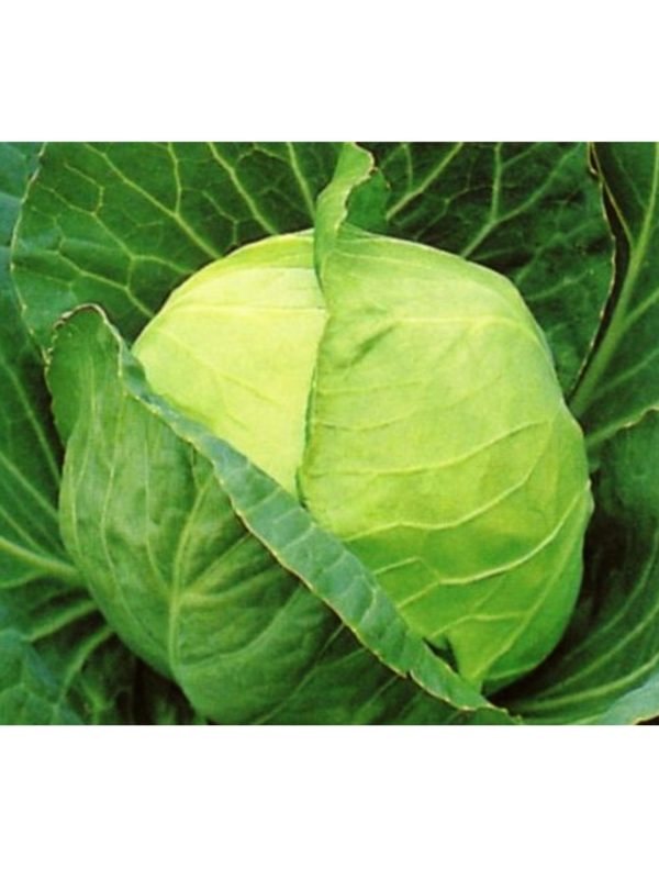 Organic Golden-Acre Cabbage Seeds