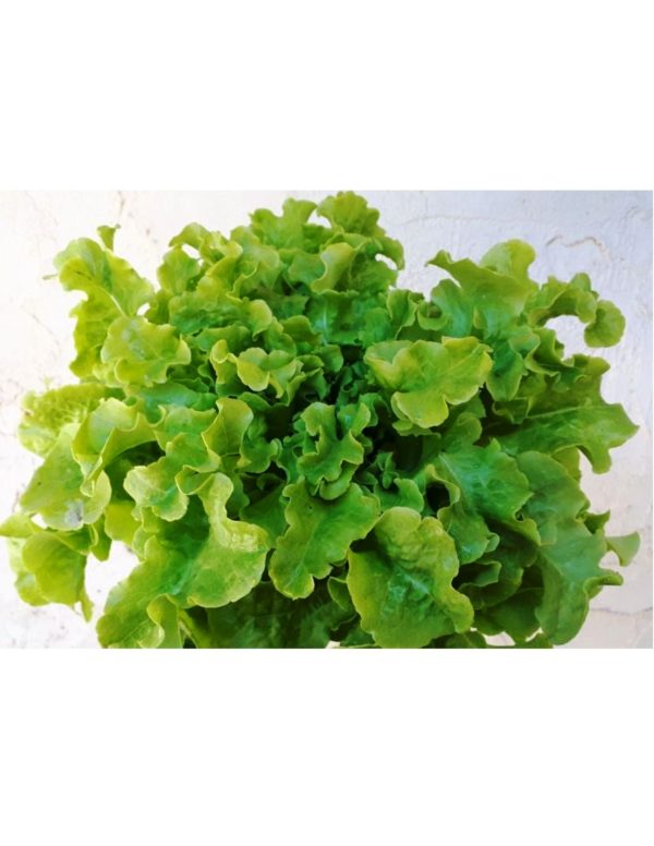 Organic Green-Salad-Bowl-Leaf Lettuce Seeds
