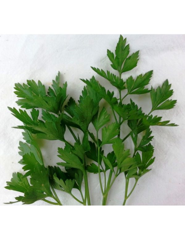 Organic Italian-Flatleaf-Parsley Herb Seeds