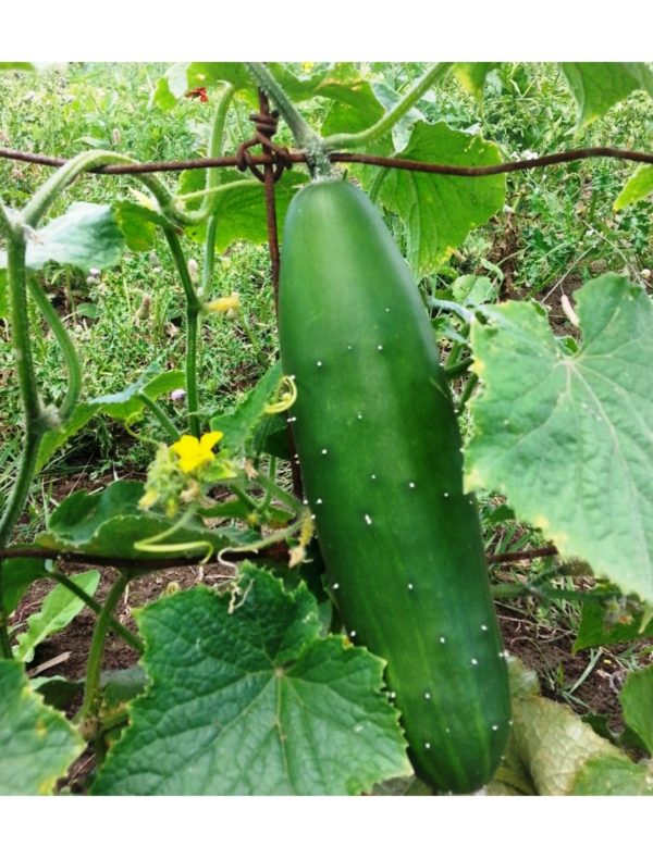 Organic Marketmore-76 Cucumber Seeds