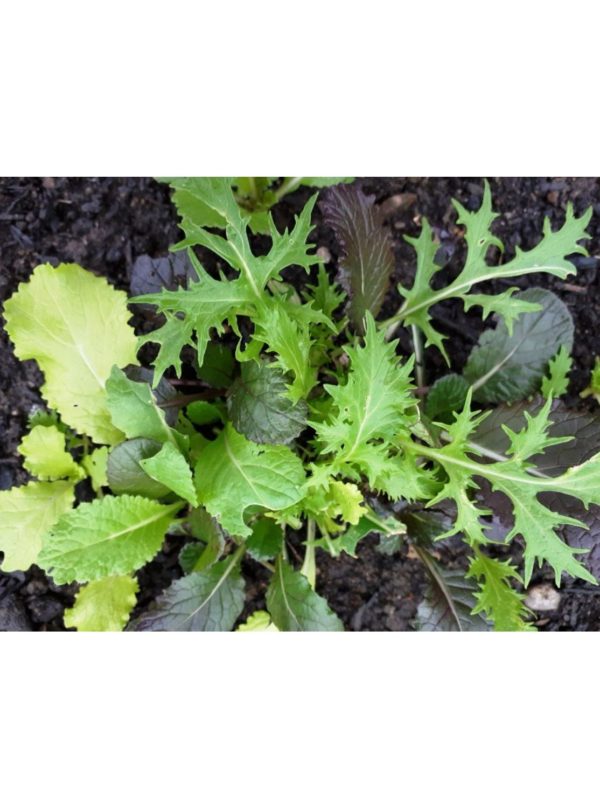 Organic Mild-Brassica-Mix Greens Seeds