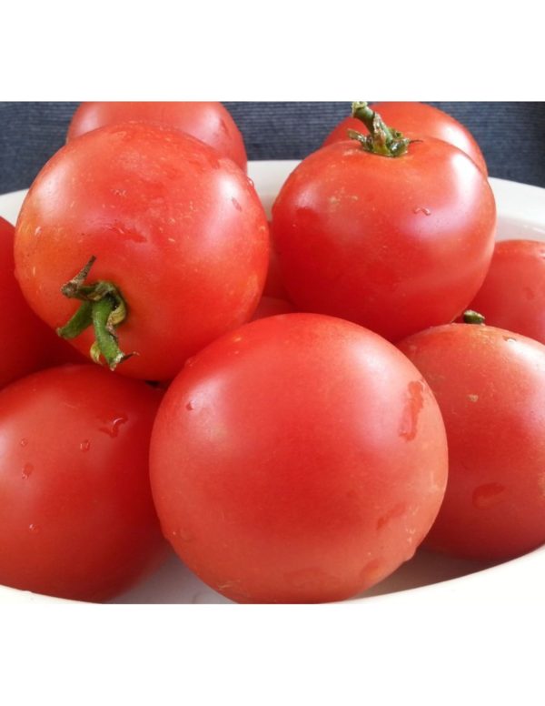 Organic Moneymaker Tomato Seeds