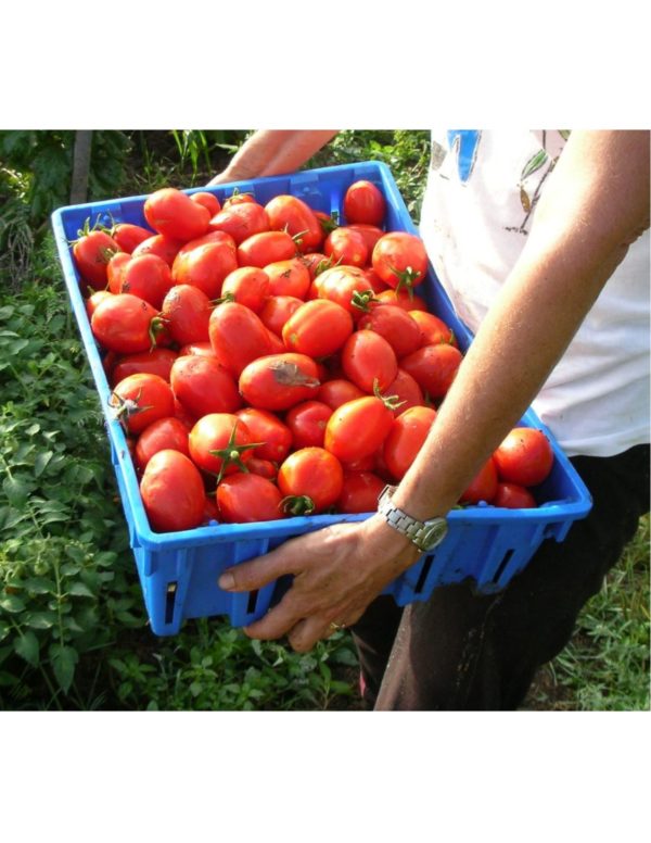 Organic Napoli-Paste Tomato Seeds