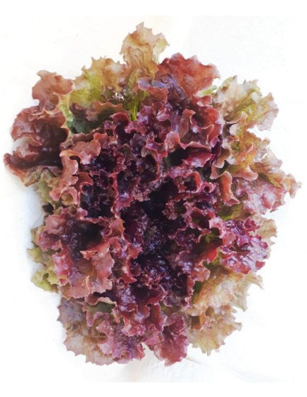 Organic New-Red-Fire-Leaf Lettuce Seeds