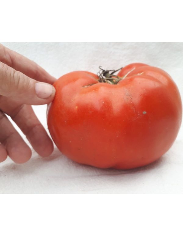 Organic Pruden's-Purple Tomato Seeds