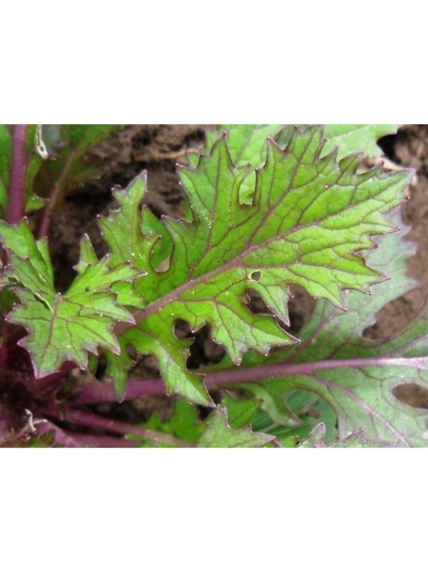 Organic Purple-Mizuna Greens Seeds
