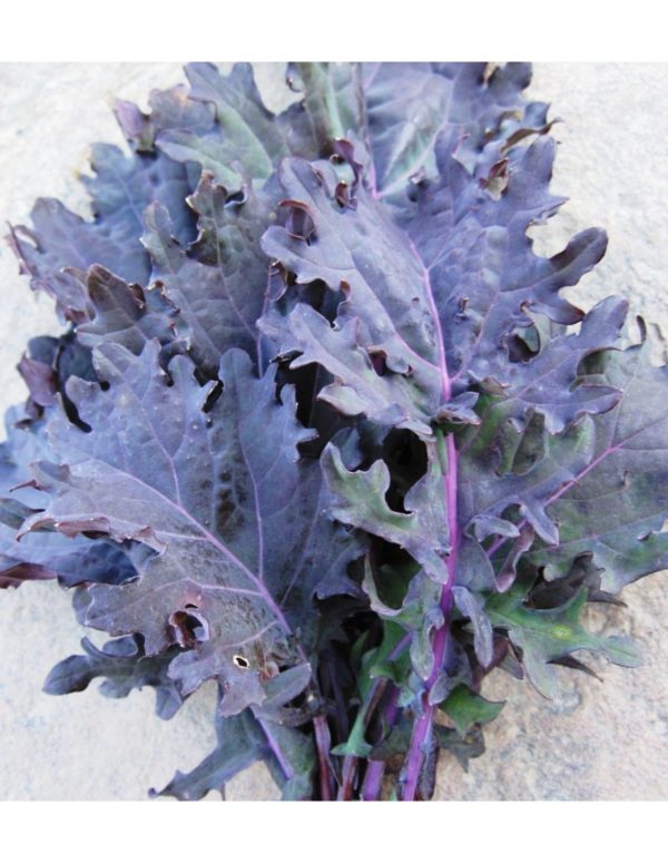 Organic Red-Russian Kale Seeds
