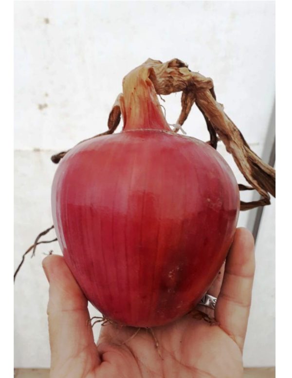 Organic Rossa-di-Milano Onion Seeds