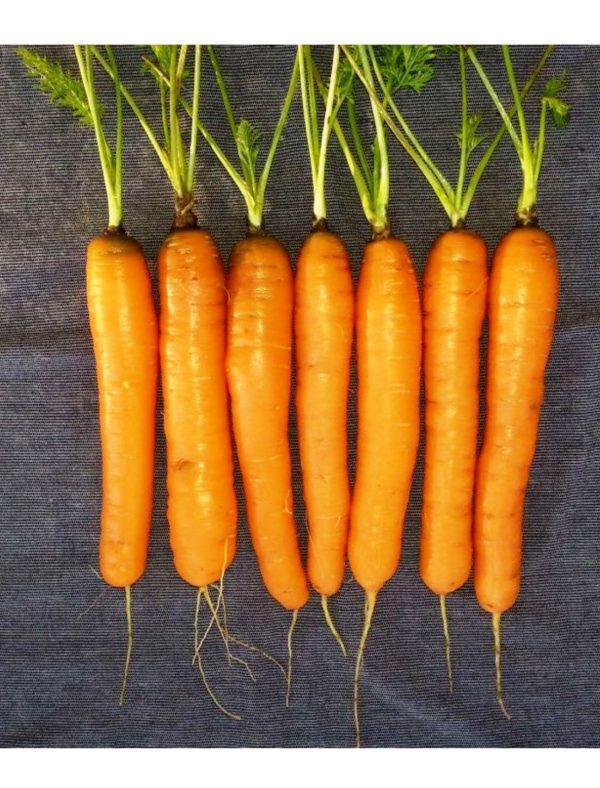 Organic Scarlet Nantes Carrot Seeds