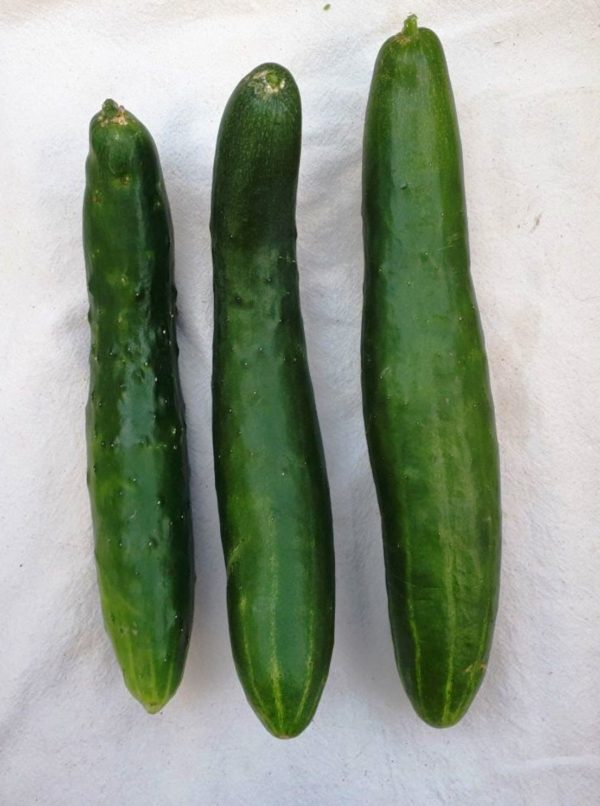 Organic Shintokiwa Cucumber Seeds