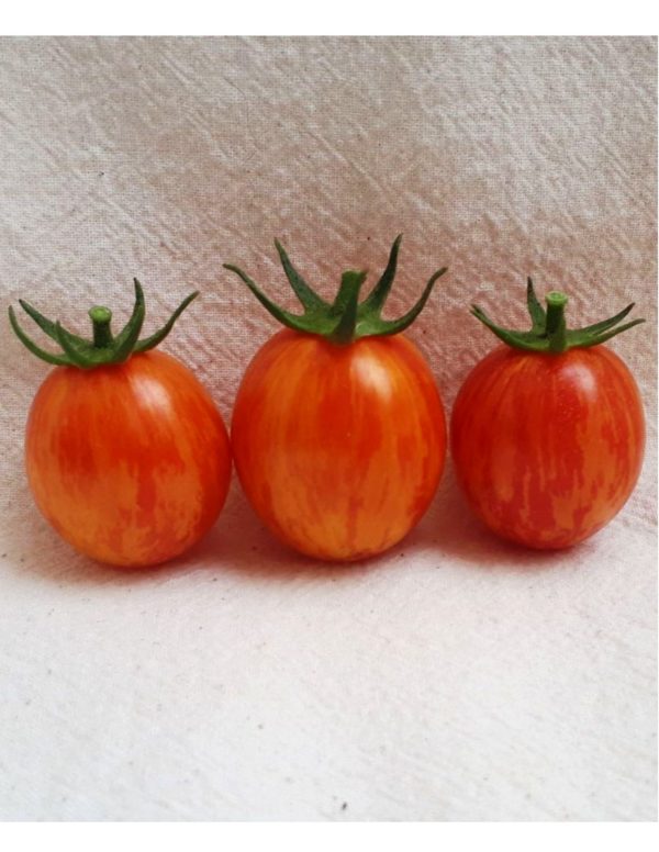 Organic Sunrise-Bumblebee Tomato Seeds