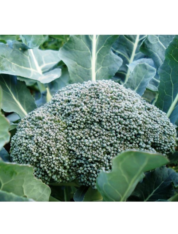 Organic Waltham-29 Broccoli Seeds