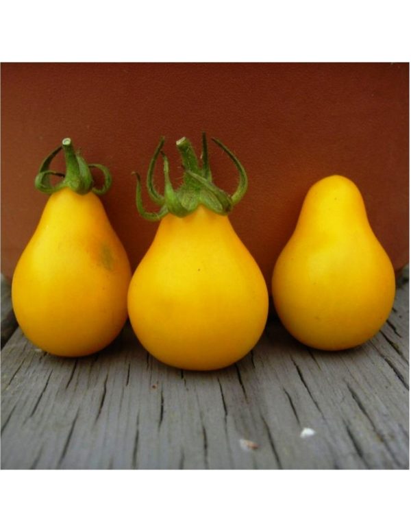 Organic Yellow-Pear Tomato Seeds