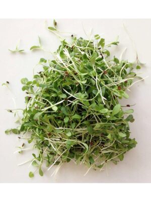 Organic Alfalfa Microgreen Seeds