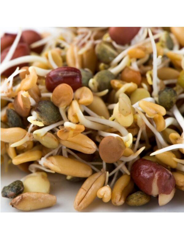 Organic Ancient-Eastern-Blend Sprouting Seeds