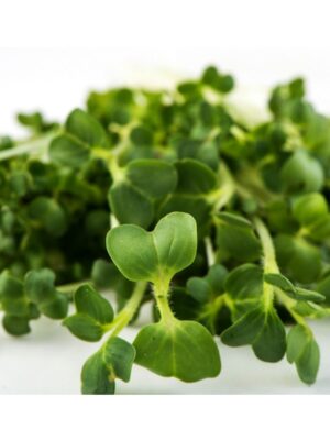 Organic Broccoli-Brassica Microgreen Seeds