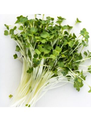Organic Broccoli-Raab Microgreen Seeds