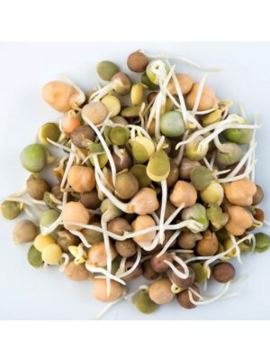 Organic Crunchy-Bean-Mix Sprouting Seeds
