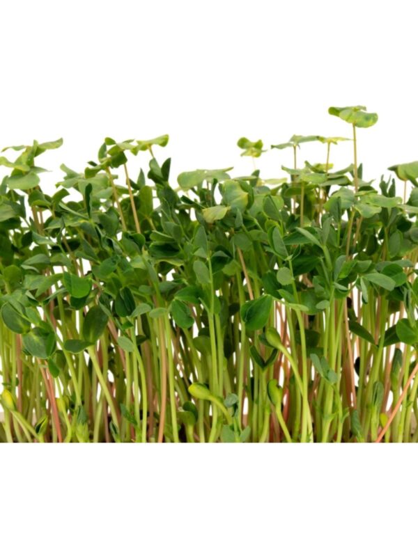 Organic Salad-Mix Microgreen Seeds