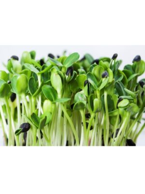 Organic Black-Oil-Sunflower Microgreen Seeds