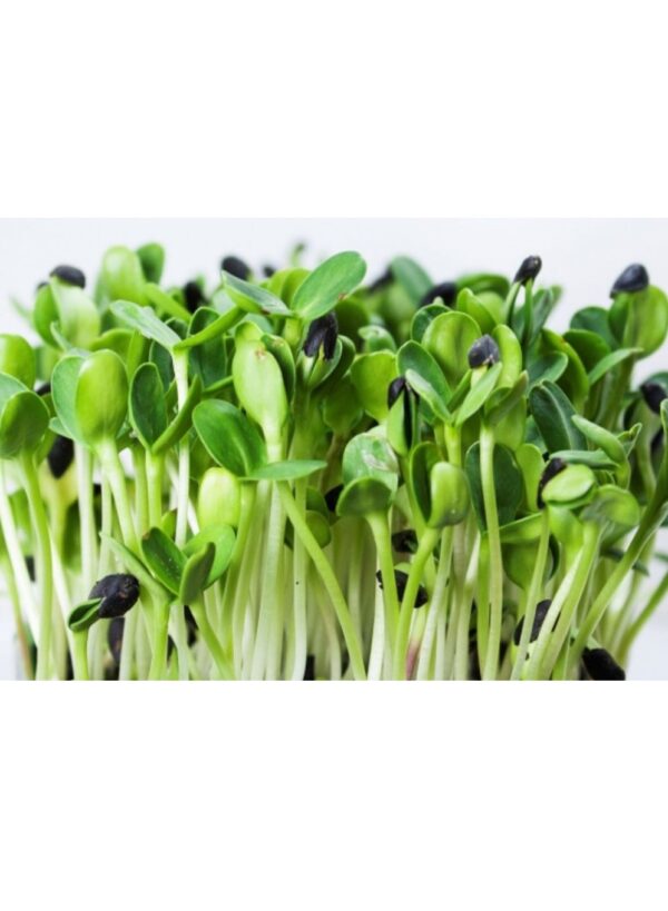 Organic Black-Oil-Sunflower Microgreen Seeds