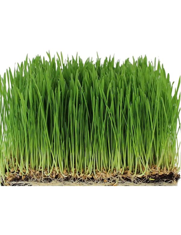 Microgreen Seeds for Growing Wheatgrass