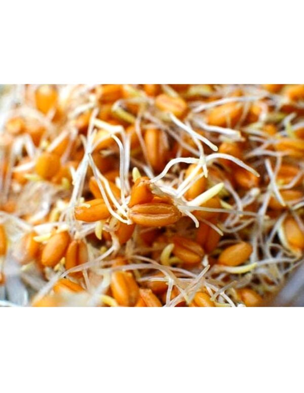 Organic Wheat-Berries Sprouting Seeds