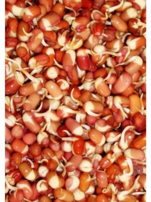 Organic Adzuki-Beans Sprouting Seeds