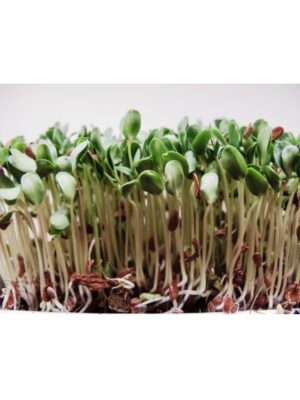 Organic Brown-Flax Microgreen Seeds