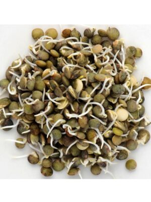 French-Green Lentils Sprouting Seeds