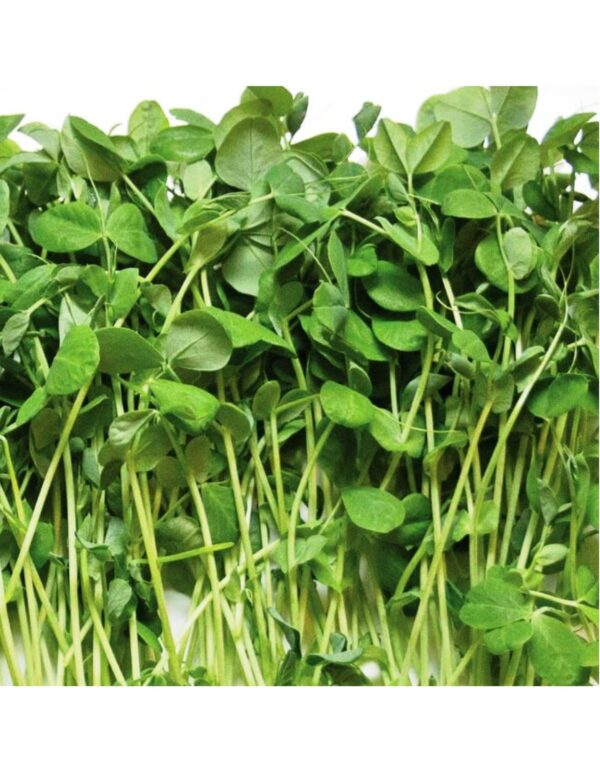 Organic Green-Peas Microgreen Seeds