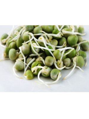 Organic Green-Peas Sprouting Seeds