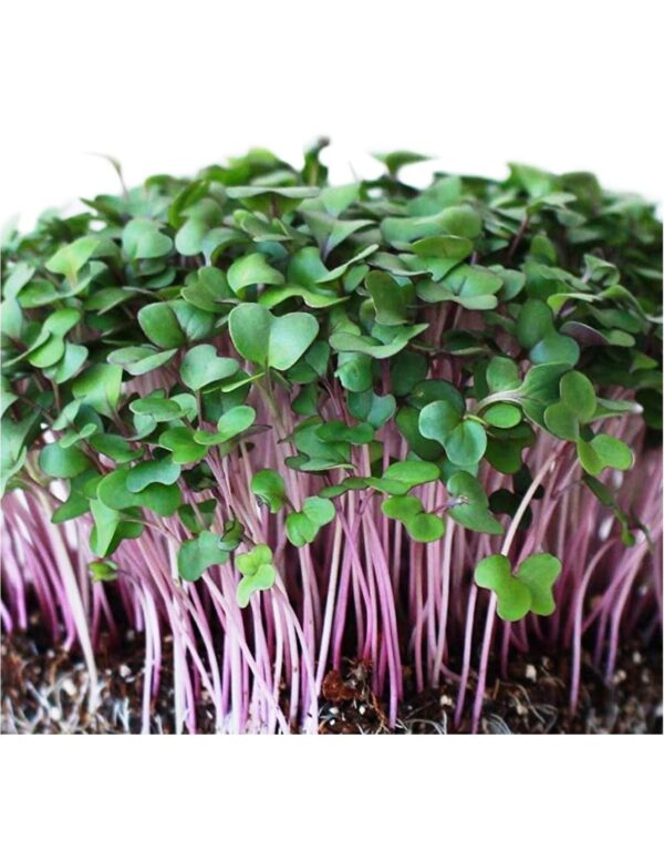 Organic Purple-Kohlrabi Microgreen Seeds