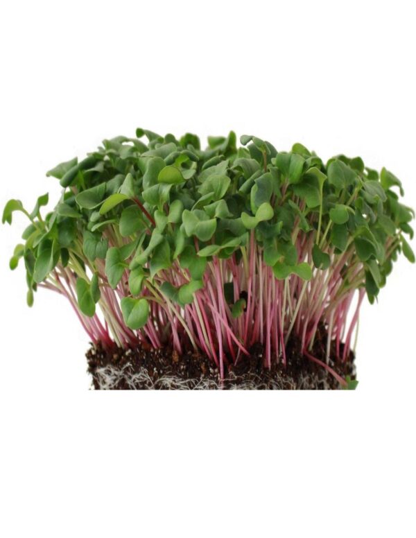 Organic Triton-Radish Microgreen Seeds