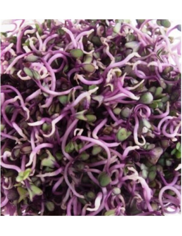 Organic Purple-Kohlrabi Sprouting Seeds
